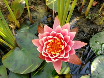 High angle view of orange flower