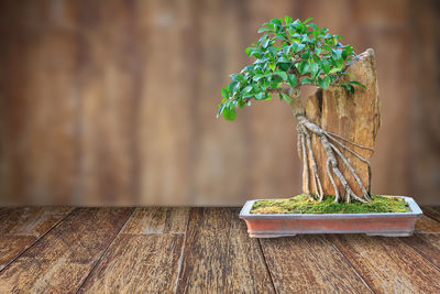 Close-up of plant on table