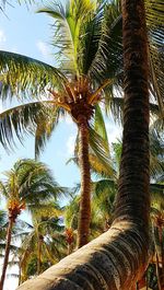 Low angle view of palm tree against sky