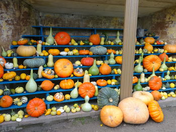 Pumpkins in market for sale
