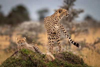 Cheetah family on grassy field 