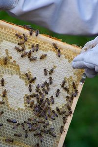 Close-up of bee on human hand