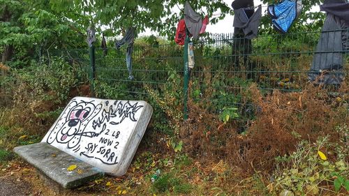 Plants growing on tree trunk