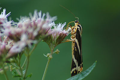 Close-up of butterfly pollinating on flower