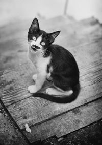 High angle portrait of cat sitting on wooden floor