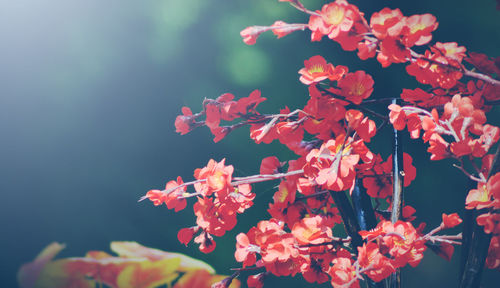 Close-up of pink cherry blossoms