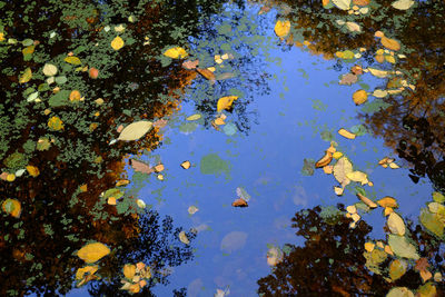 Reflection of trees in water