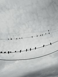 Birds perching on cable against sky