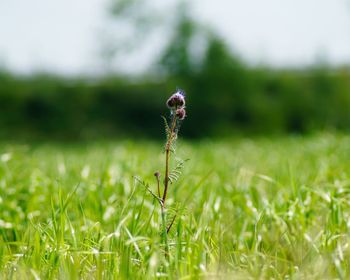 Close-up of plant on land