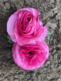 Close-up of pink rose