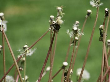 Close-up of dandelion on plant