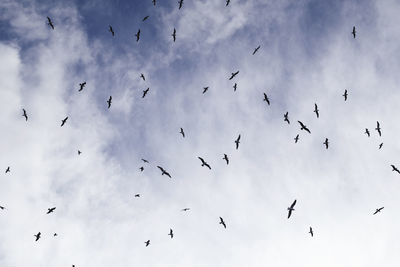 Low angle view of birds flying against sky