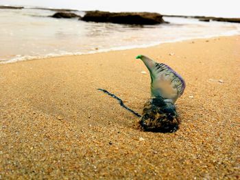 Close-up of crab on beach