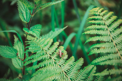 Close-up of grasshopper on fern