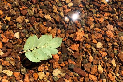 High angle view of stones on rock