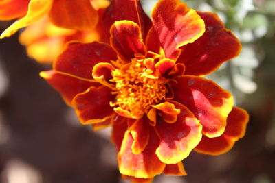 Close-up of flower blooming outdoors