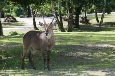 Deer standing in a field