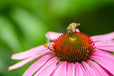 Close-up of bees pollinating on eastern purple coneflower