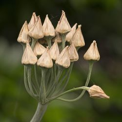 Close-up of buds on plant