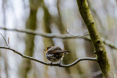 Close-up of bird perching on branch