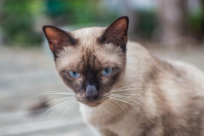 Close-up portrait of a cat