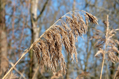 Close-up of dry plant