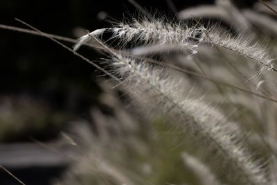 Close-up of dandelion against blurred background