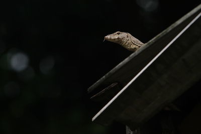 Close-up of bird