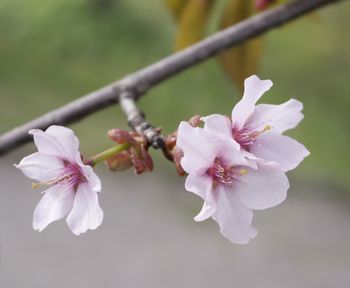 Close-up of white flowers