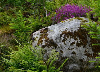 Scenic view of waterfall amidst trees