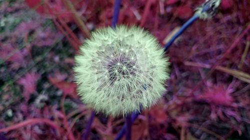 Close-up of dandelion