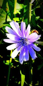 Close-up of purple flower blooming outdoors