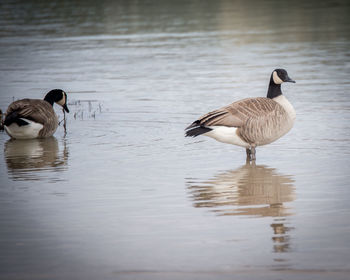 Mallard ducks swimming in lake