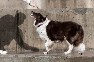 Full length of cat standing on concrete wall