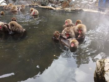 Japanese macaques bathing in hot spring