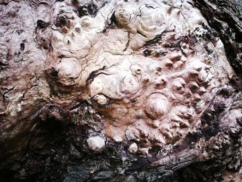Close-up of tree trunk in cave