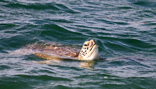 High angle view of swimming in sea