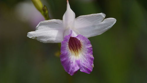 Close-up of purple iris flower