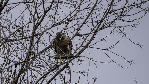 Low angle view of bird perching on tree against sky