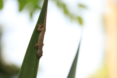 Close-up of insect on plant