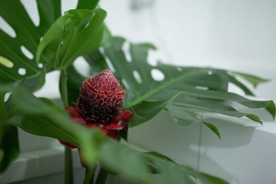 Close-up of red flower