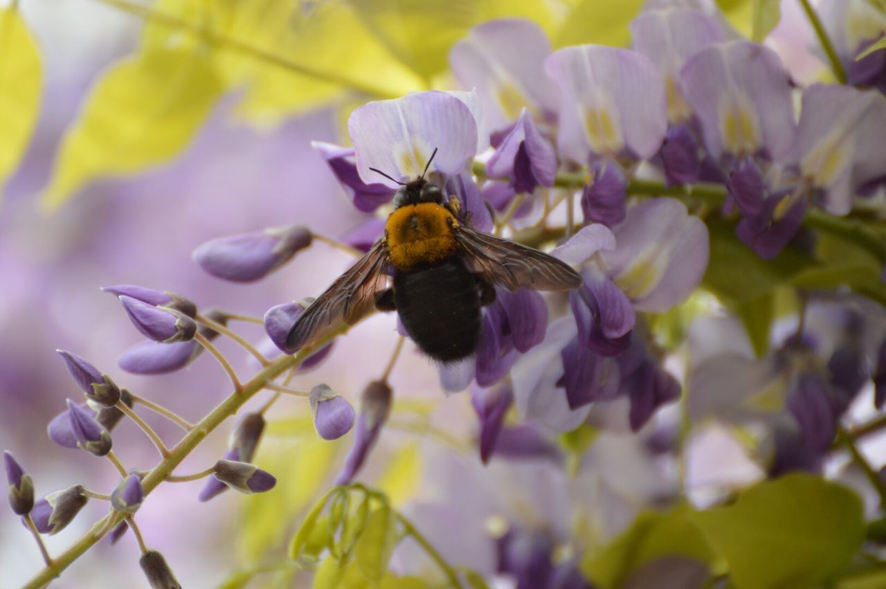 flower, one animal, insect, animal themes, animals in the wild, wildlife, freshness, fragility, pollination, petal, growth, beauty in nature, bee, close-up, focus on foreground, nature, plant, purple, flower head, symbiotic relationship