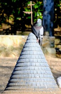 Pigeon perching on a footpath