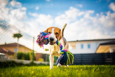 Dog in a field