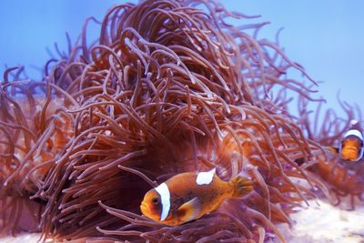 Fish swimming in sea