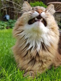 Close-up of cat on field