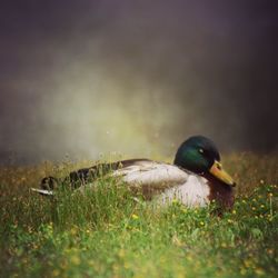 Close-up of bird on field