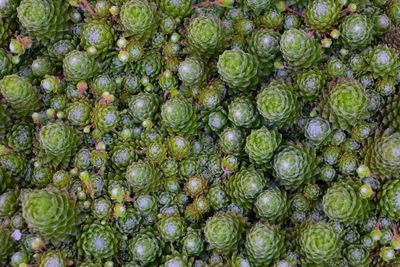 Full frame shot of fruit