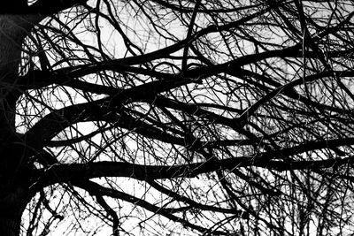 Low angle view of bare tree against sky