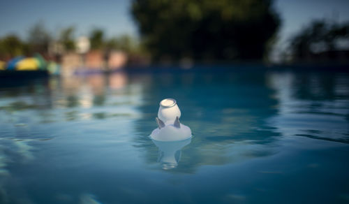 Reflection of woman in swimming pool